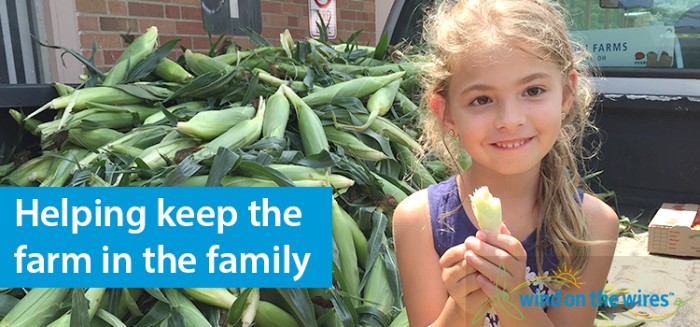 Corn, beans and wind energy? Farmers are diversifying with wind